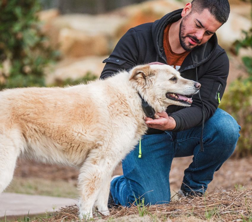 Laser Wellness Pet Collar