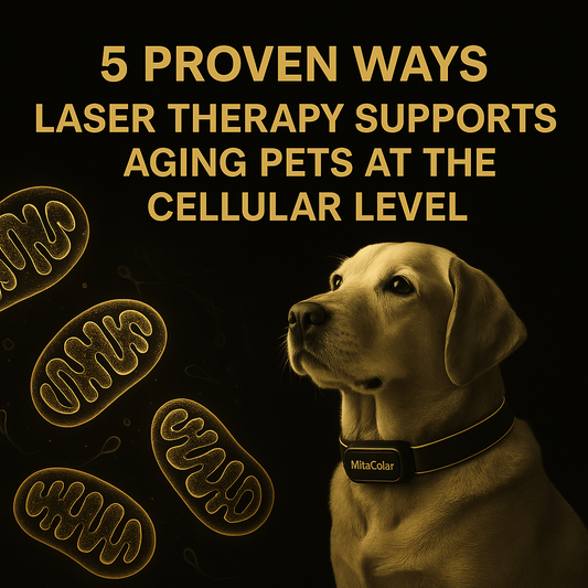 5 Proven Ways Laser Therapy Supports Aging Pets at the Cellular Level