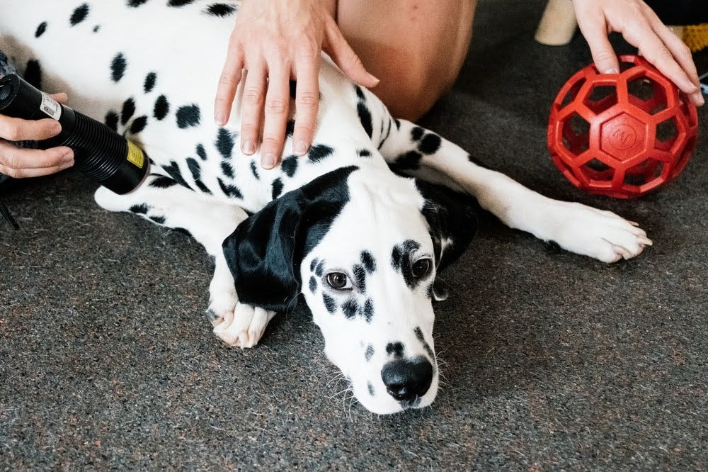 Dalmatian lying on its stomach receiving at-home laser therapy on a carpeted floor