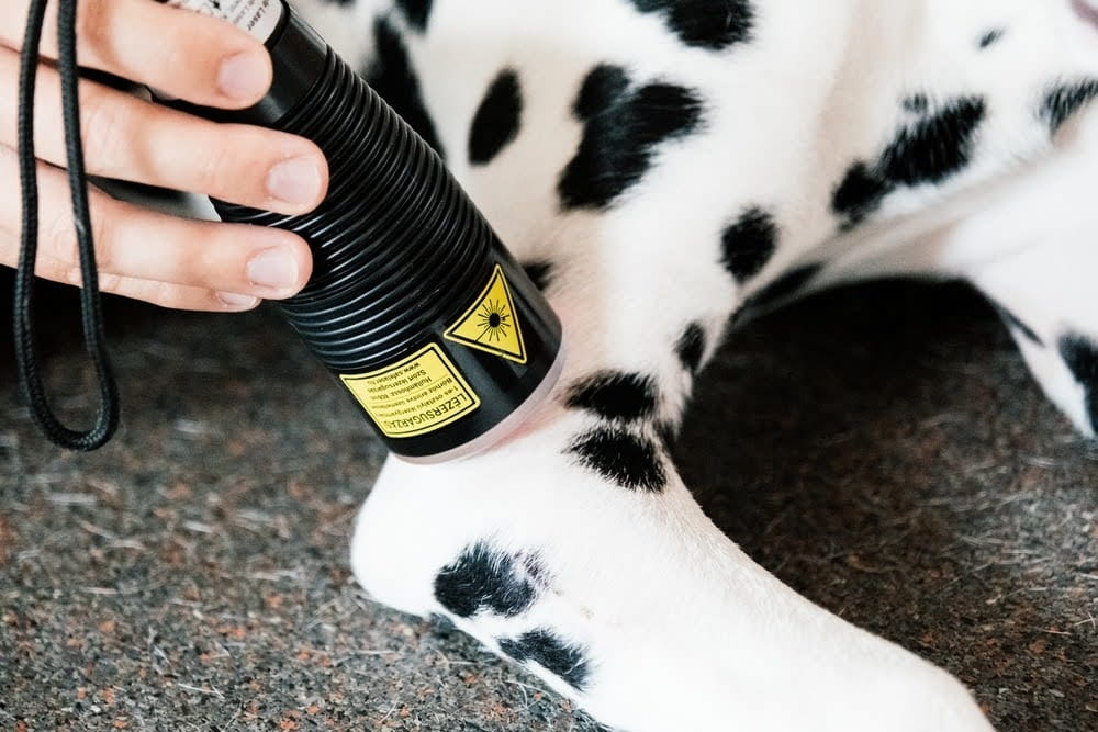 close-up of a cold laser therapy wand on a Dalmatian’s leg joint