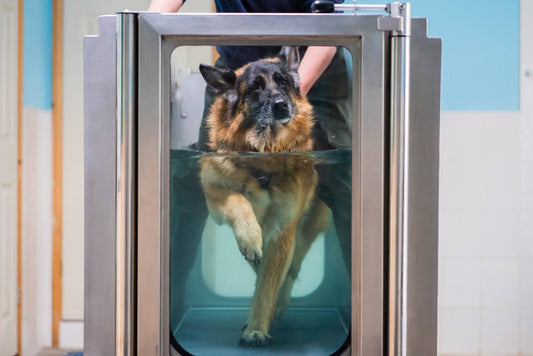 German Shepherd walking on an underwater treadmill during a hydrotherapy rehab session