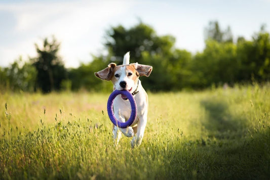 happy beagle running in a field towards the camera with a round ring toy in its mouth