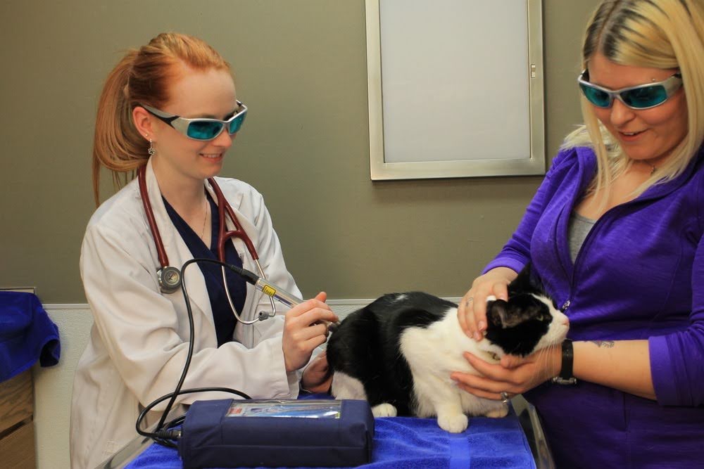vet giving laser therapy to cat
