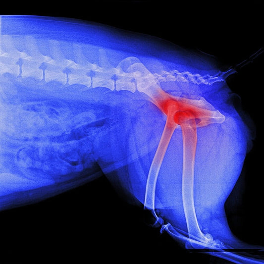 close-up of an xray of a dog’s hips, highlighting arthritis in red