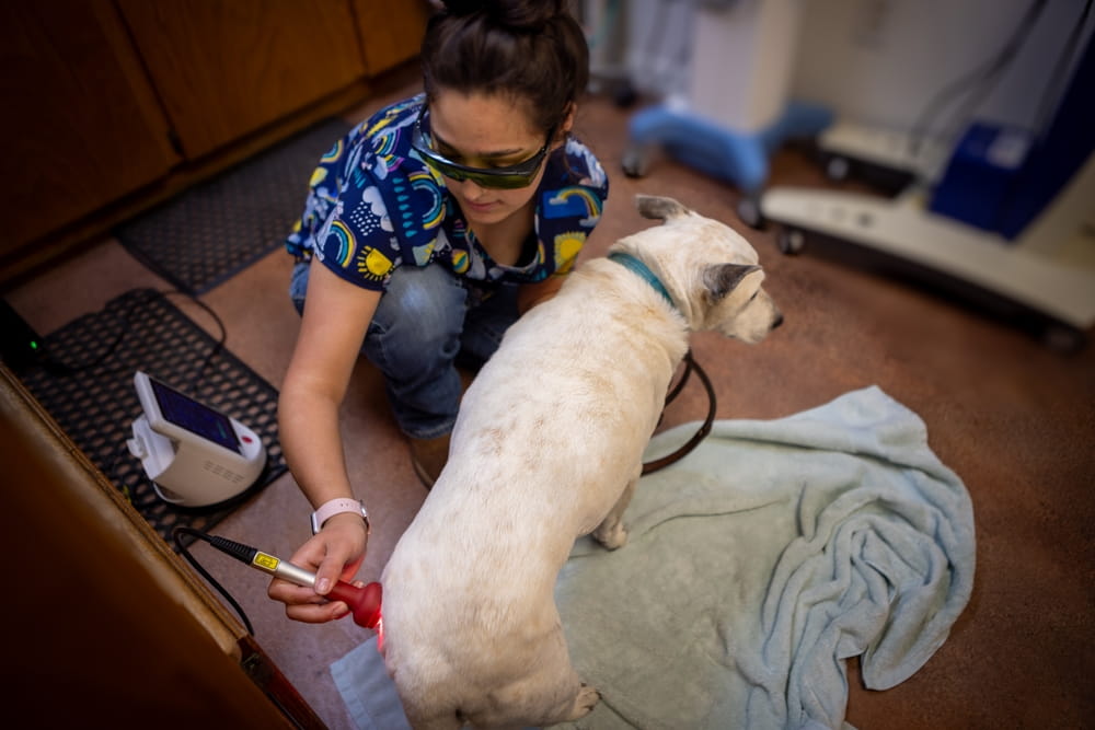 vet tech providing laser therapy to a cream colored dog’s hips