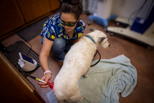 vet tech providing laser therapy to a cream colored dog’s hips