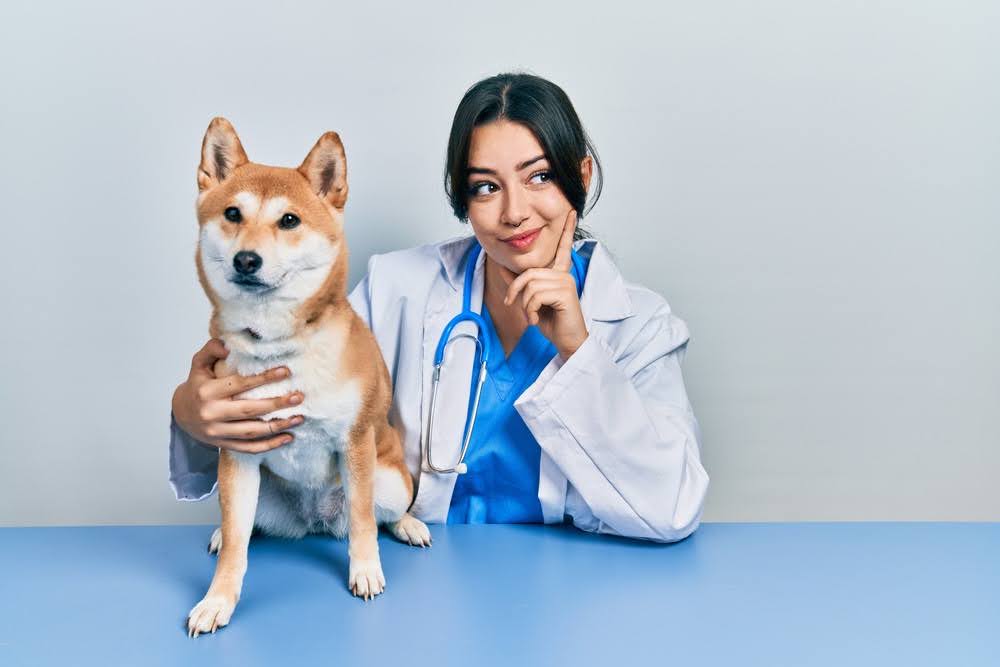 veterinarian holding a Shiba Inu and looking interested in a question