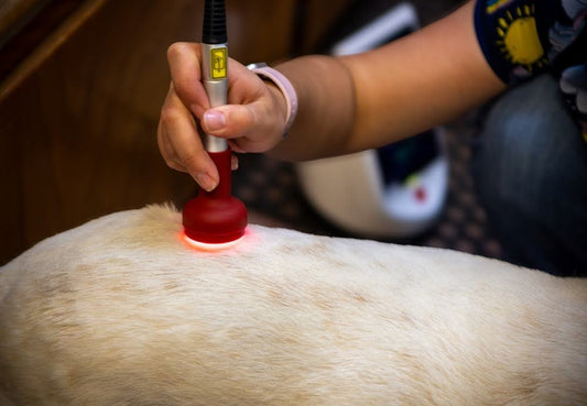 close-up of a laser therapy wand on the lower spine of a beige, short-haired dog