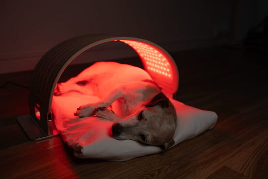 dog lying on a pillow on its side in a red light arch