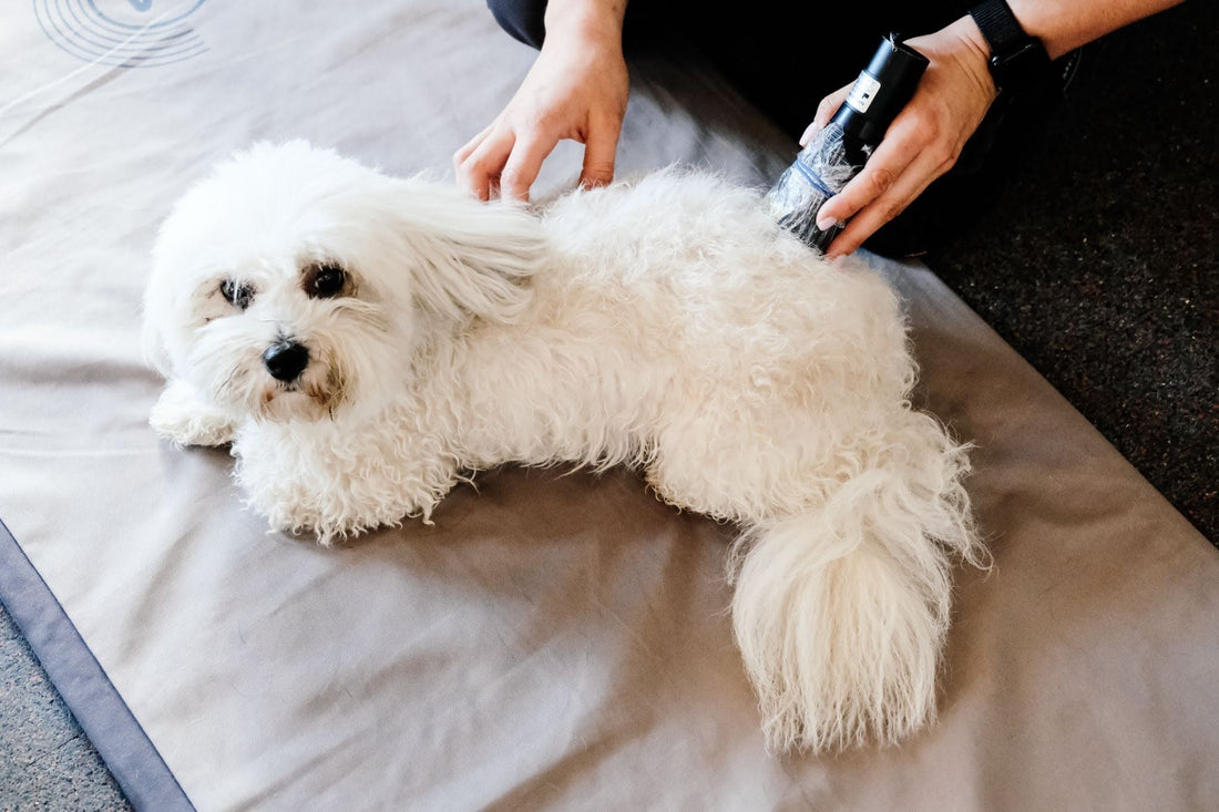 bichon frise on a magnetic field therapy mat receiving laser therapy on their lower back