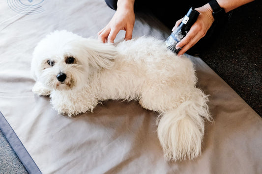 bichon frise on a magnetic field therapy mat receiving laser therapy on their lower back