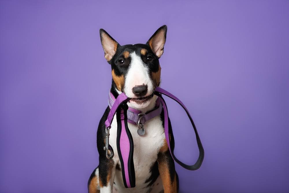 dog in a purple collar holding a leash in its mouth