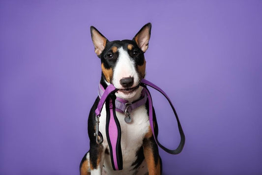 dog in a purple collar holding a leash in its mouth