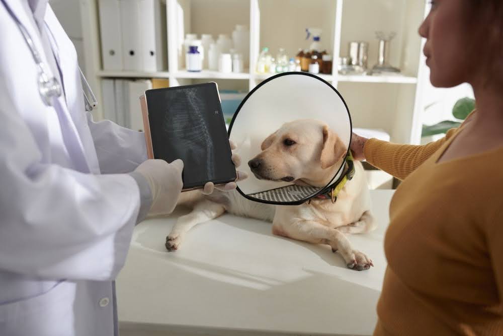 veterinarian showing a dog's spinal X-ray on a tablet to the owner of a yellow Labrador