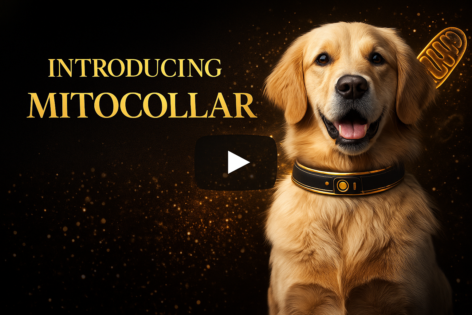 Load video: MitoCollar - Wearable Laser Wellness Collar for Pets!