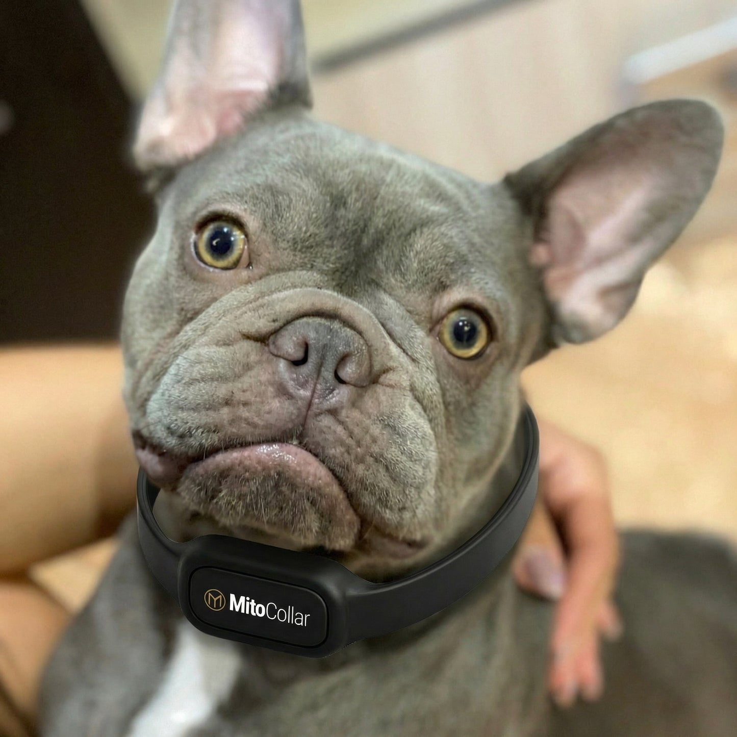 MitoCollar - Laser Wellness Pet Collar (PRE-ORDER 30 DAYS TO SHIP)