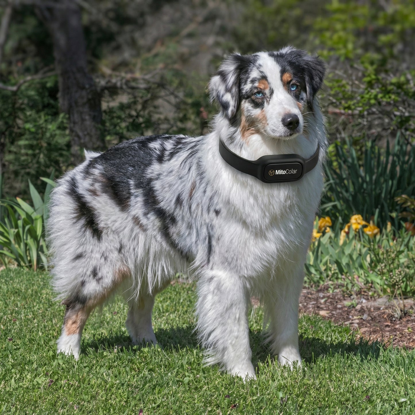 MitoCollar - Laser Wellness Pet Collar (PRE-ORDER 30 DAYS TO SHIP)