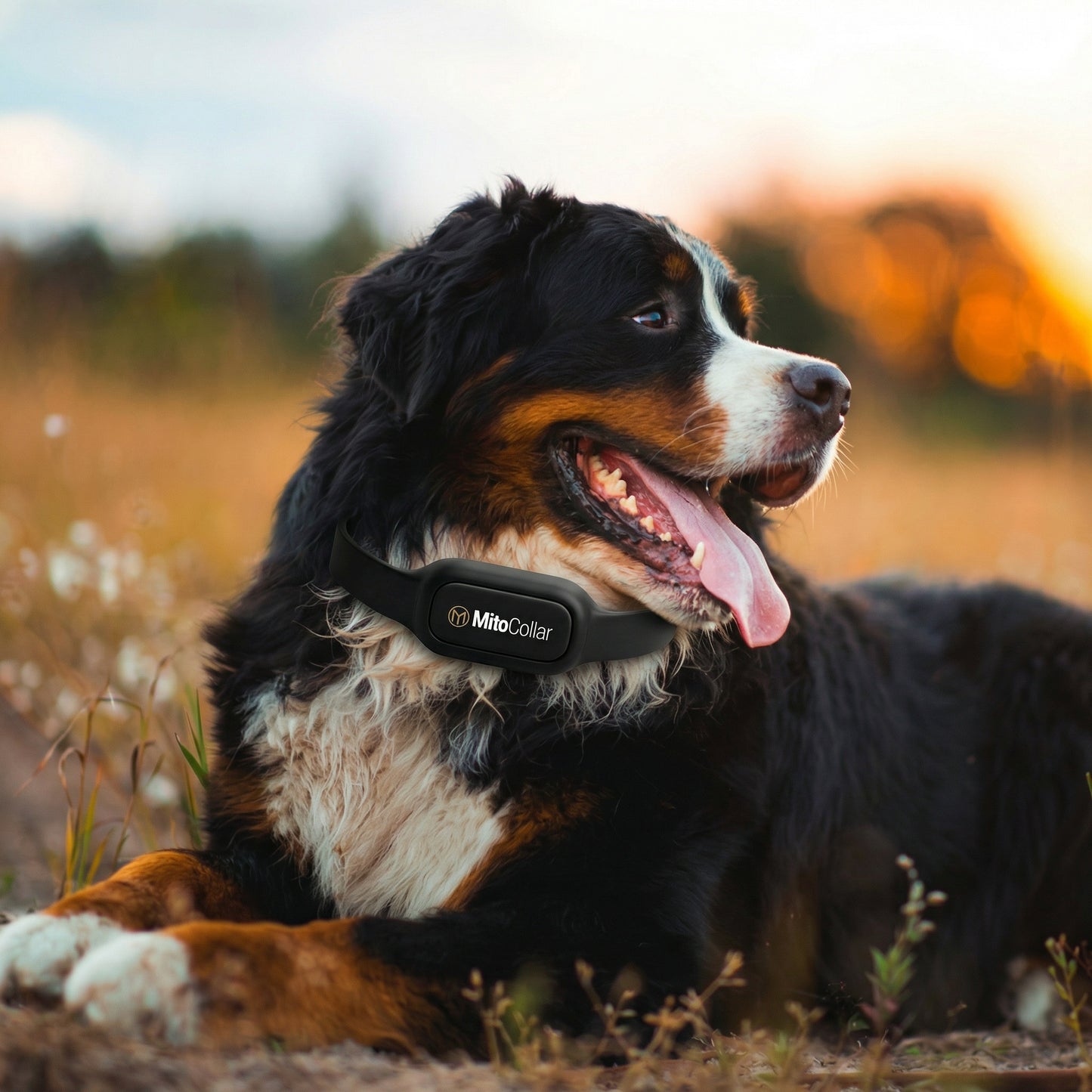 MitoCollar - Laser Wellness Pet Collar (PRE-ORDER 30 DAYS TO SHIP)