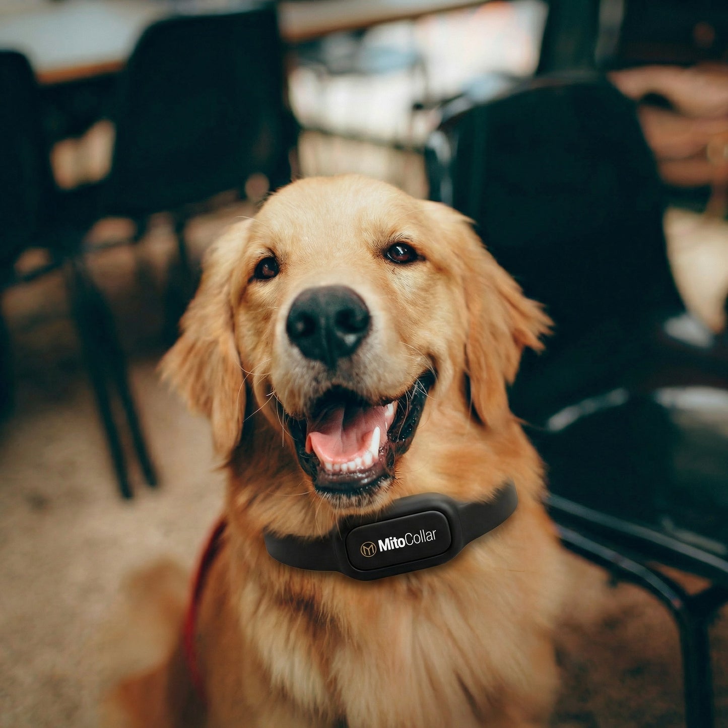MitoCollar - Laser Wellness Pet Collar (PRE-ORDER 30 DAYS TO SHIP)
