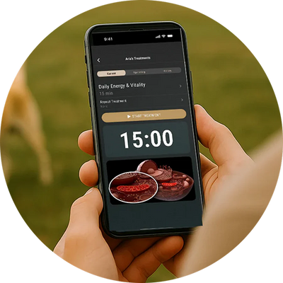 MitoCollar™ works hands-free while your pet rests, settles, or moves comfortably nearby.