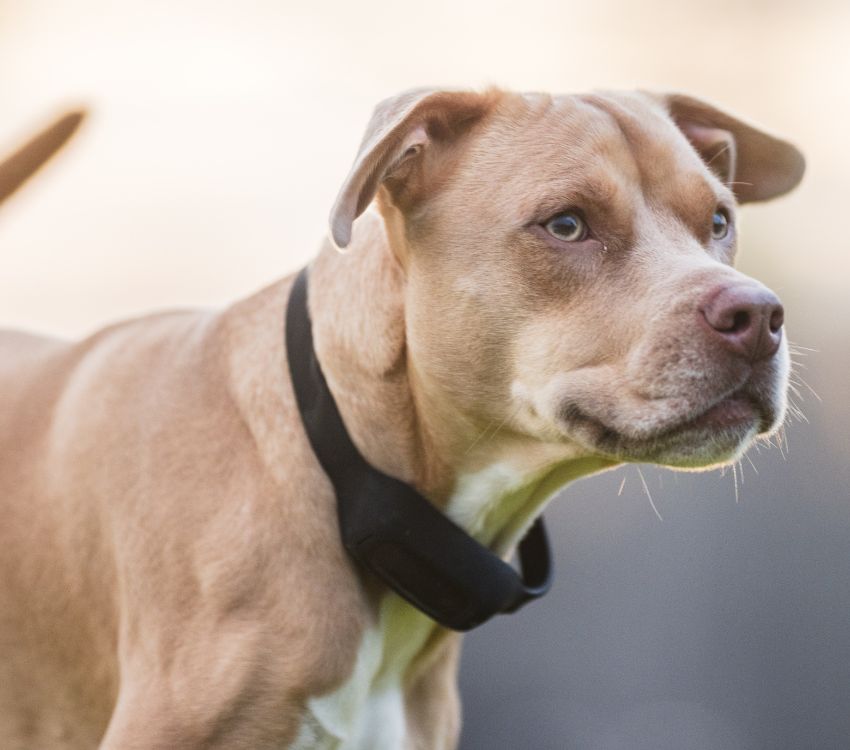 Laser Wellness Pet Collar