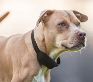 Laser Wellness Pet Collar