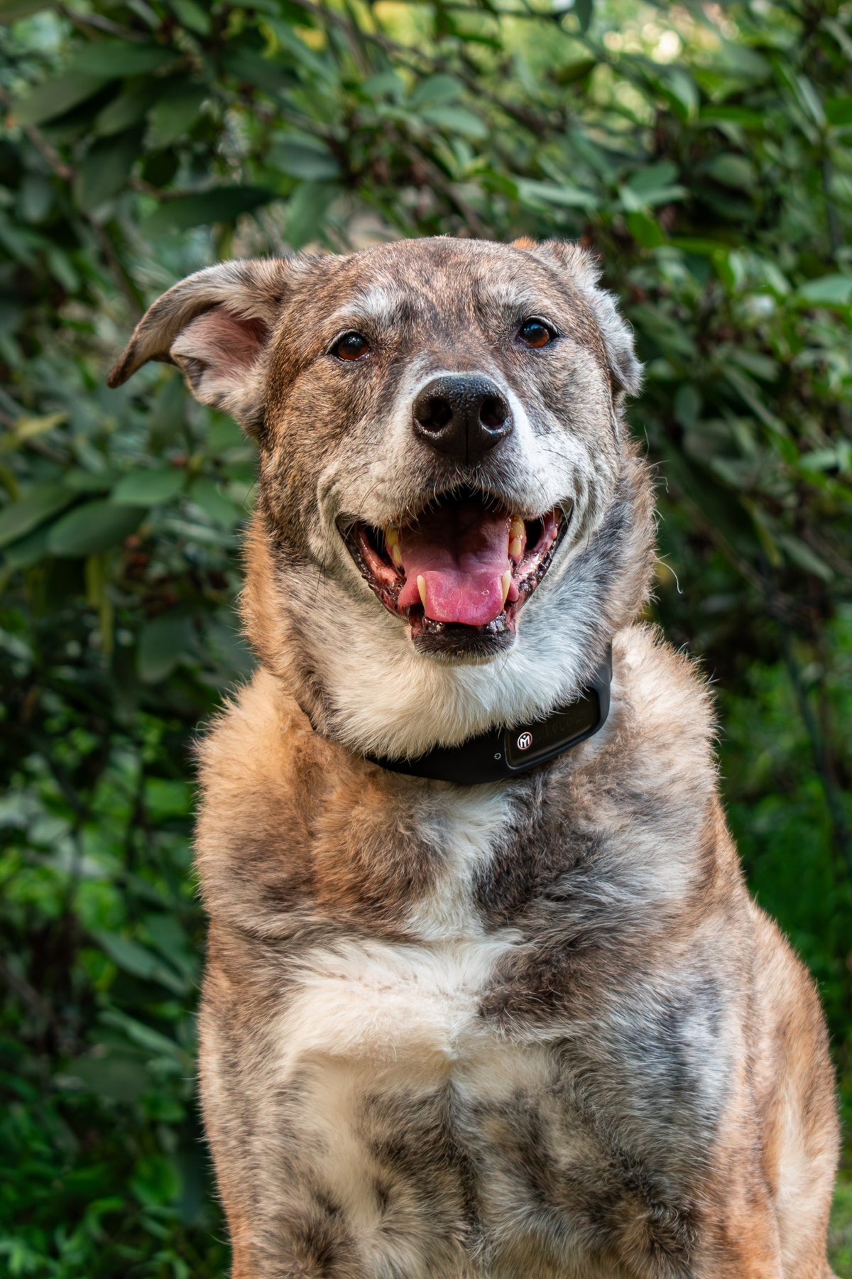 Senior dog wearing MitoCollar outdoors