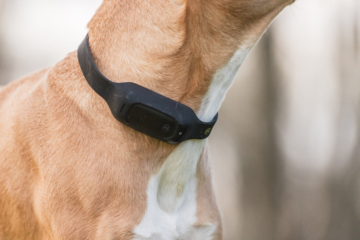 MitoCollar positioned on dog's neck