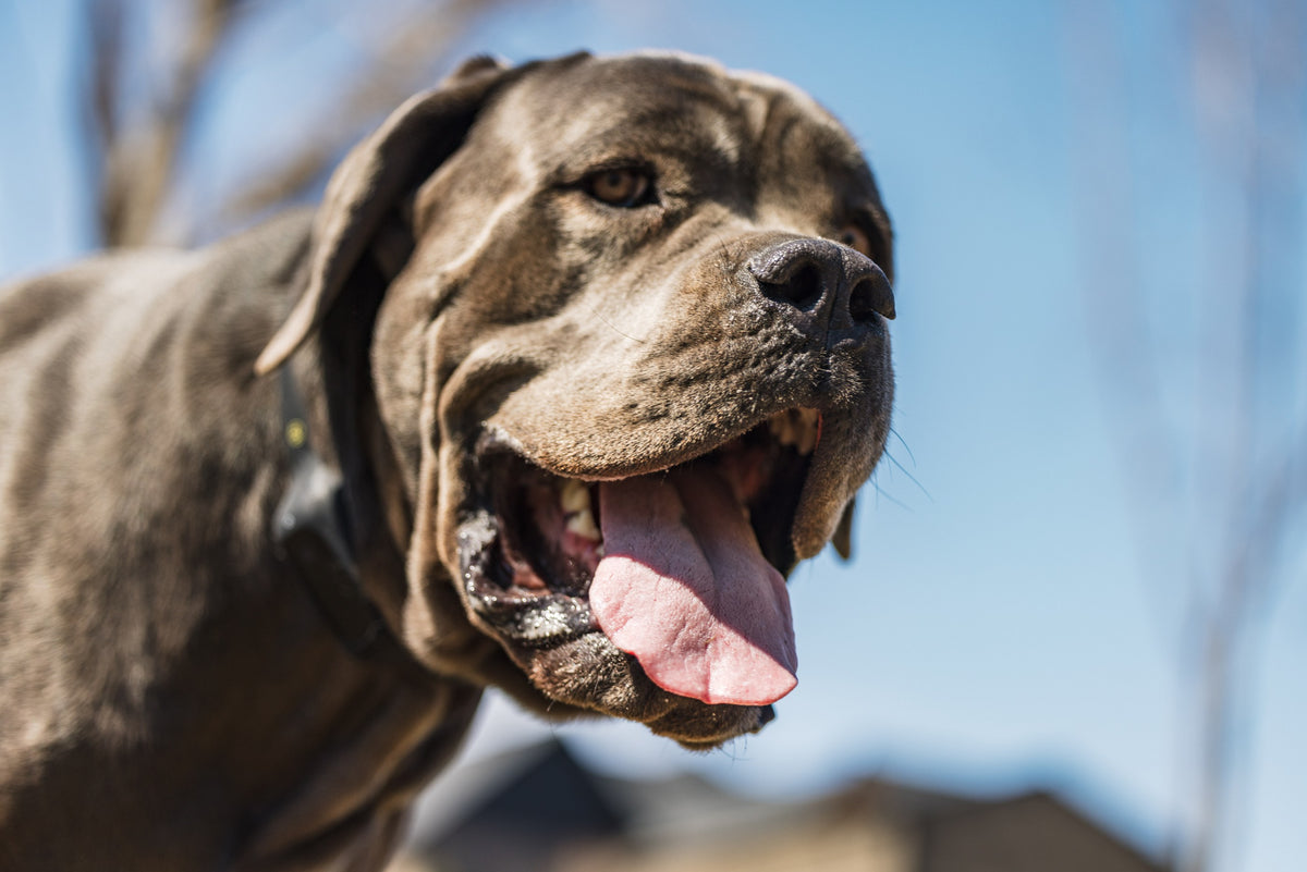 Mastiff wearing MitoCollar