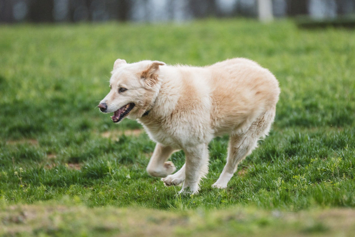 Golden retriever running in MitoCollar