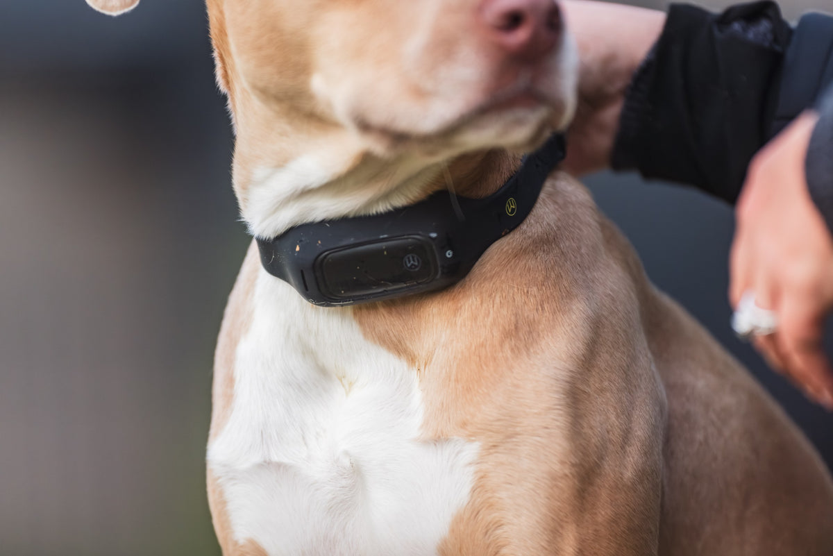 Owner fitting MitoCollar on dog