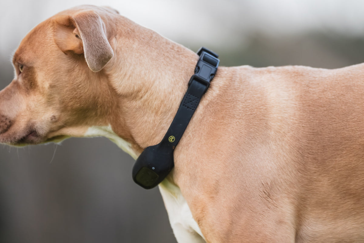 Dog wearing MitoCollar, side profile
