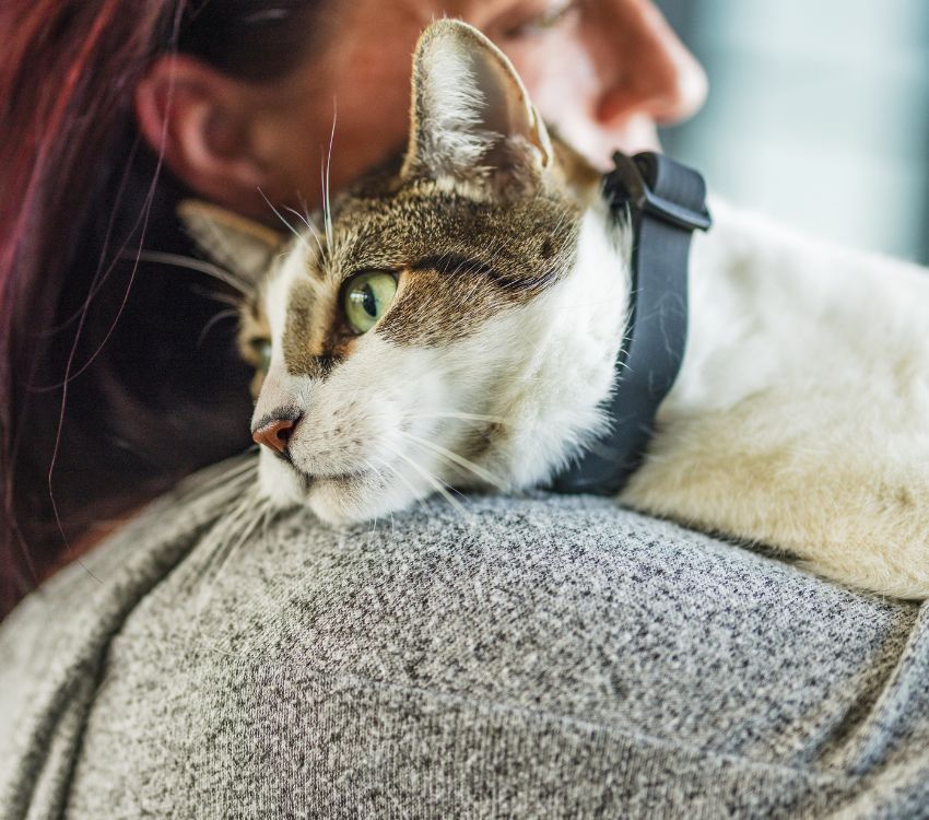 Laser Wellness Pet Collar