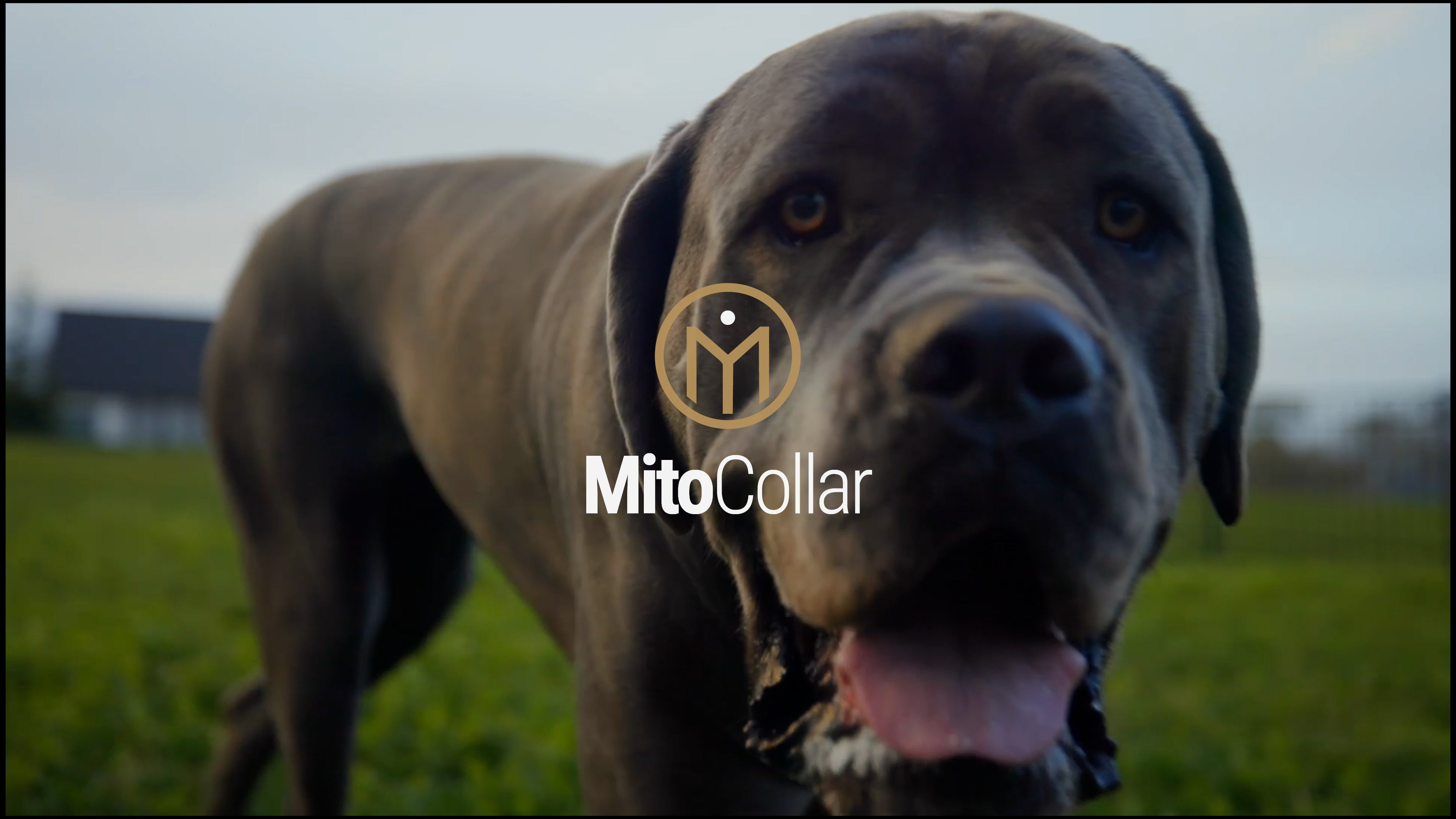 Load video: How the MitoCollar™ Works